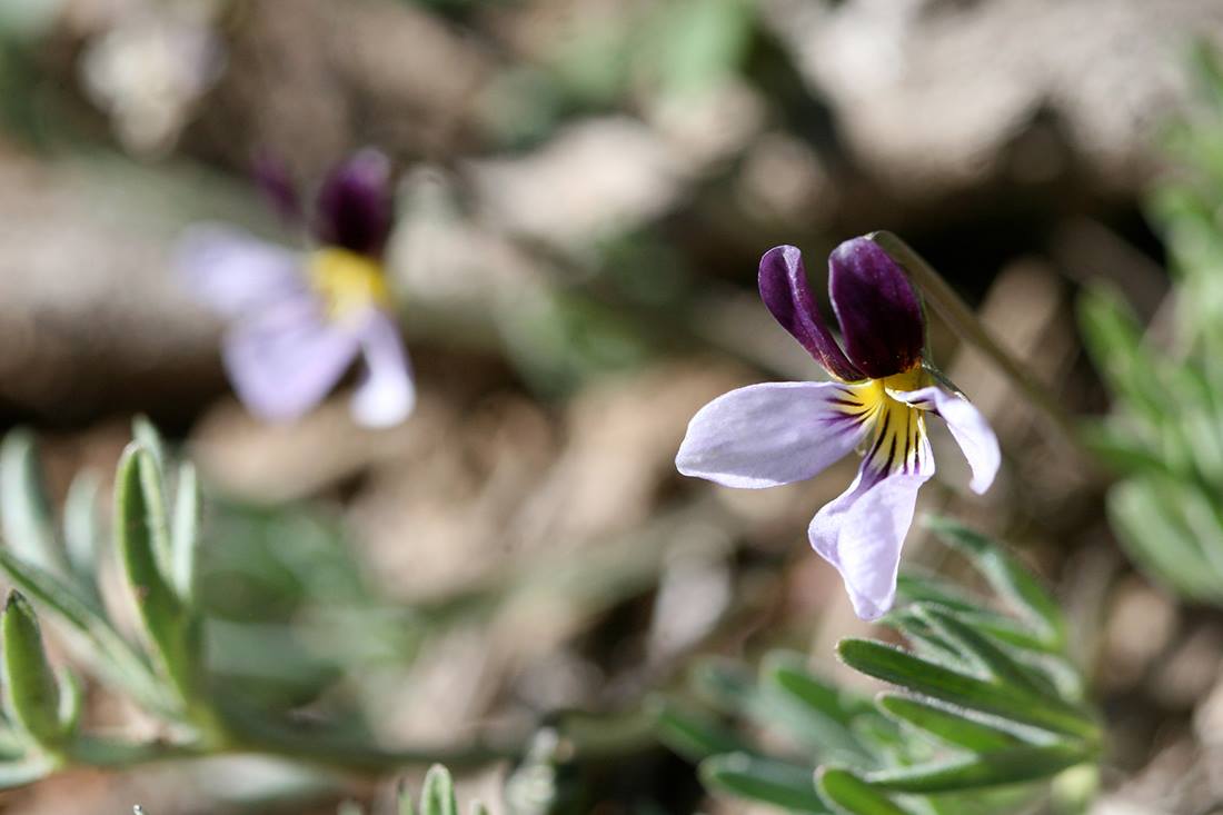 SIERRA NEVADA FC WILDFLOWERS