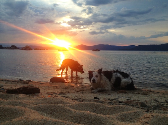 Dog Parks and Dog Friendly Beaches in Lake Tahoe (2022)