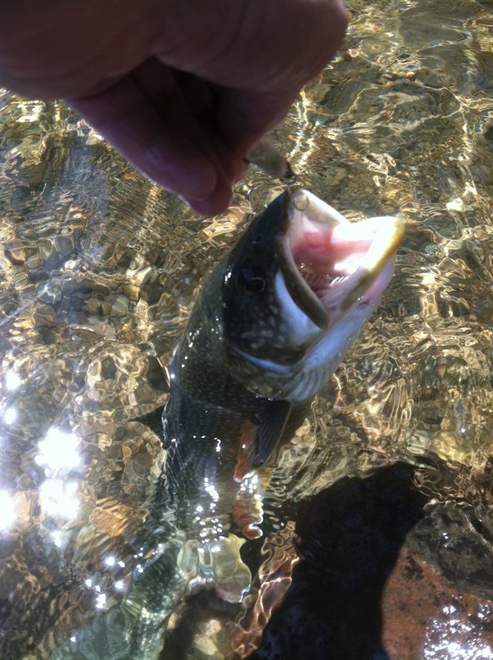 East Carson River Fly Fishing Guide Trips near South Lake Tahoe California