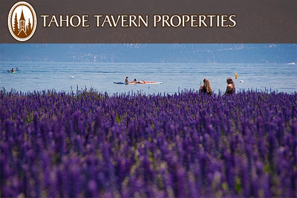 Tahoe Tavern Properties