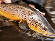 Trout Creek Outfitters, June 24, 2022 Fly Fishing Report for Truckee River, Little Truckee & Nearby Lakes