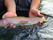 Trout Creek Outfitters, July 8, 2022 Fly Fishing Report for the Truckee River Region