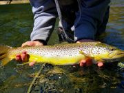 Trout Creek Outfitters, Fly Fishing Report April 15, 2022