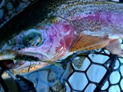 Trout Creek Outfitters, Fly Fishing Report for Jan 28, 2022