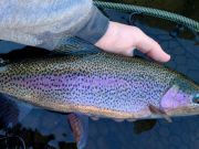 Trout Creek Outfitters, Fly Fishing Report for Feb 11, 2022