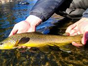 Trout Creek Outfitters, Fly Fishing Report for Jan 14, 2022
