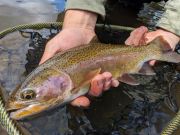 Trout Creek Outfitters, May 20, 2022 Fly Fishing Report for the Truckee River Gegion