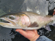 Trout Creek Outfitters, Fly Fishing Report April 22, 2022