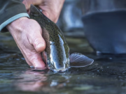 Mountain Hardware & Sports, Truckee Fishing Report - November 2024