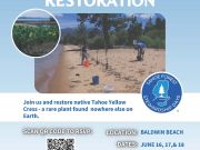 Keep Tahoe Blue, Tahoe Yellow Cress Restoration at Baldwin Beach