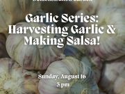 Tahoe Tree Company, Demonstration Garden: Garlic Series #2: Harvesting Garlic and Making Salsa!