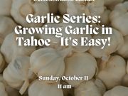Tahoe Tree Company, Demonstration Garden: Garlic Series #3 Growing Garlic in Tahoe – It’s Easy!