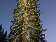 Tahoe City Downtown Association, Community Tree Lighting