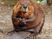 Sierra State Parks Foundation, Virtual PORTScast: Beavers in Wetland Ecosystems