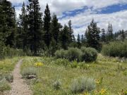 Tahoe Rim Trail Association, White Pine Hike with TRTA and SPF