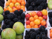 South Lake Tahoe Events, El Dorado County Certified Farmer's Market