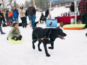 North Lake Tahoe SNOWFEST, Tahoe City Dog Pull