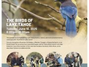 Travel North Tahoe Nevada, Talkin' Tahoe - The Birds of Lake Tahoe