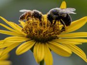 UC Davis Tahoe Science Center, What Are Bees Thinking? Cognition in Captive & Wild Bumblebees