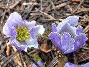 South Lake Tahoe Library, In Search of the Rare Long Petal Lewisia  with Bob Sweatt