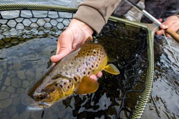 Trout Creek Outfitters, August 26, 2022 Fly Fishing Report for Truckee River and Lake Tahoe