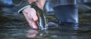 Mountain Hardware & Sports, Truckee Fishing Report - November 2024