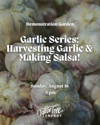 Tahoe Tree Company, Demonstration Garden: Garlic Series #2: Harvesting Garlic and Making Salsa!