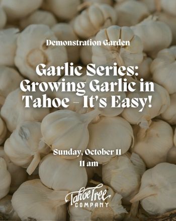 Tahoe Tree Company, Demonstration Garden: Garlic Series #3 Growing Garlic in Tahoe – It’s Easy!