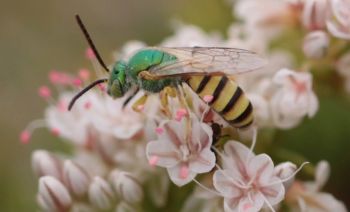 UC Davis Tahoe Science Center, Bee-O-Blitz Intro to Native Bees Walk