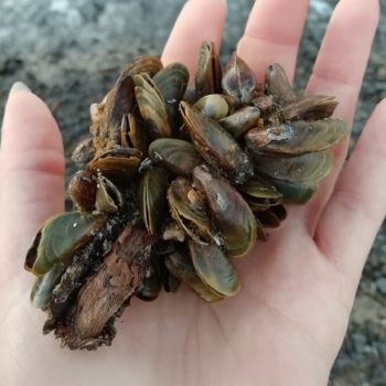 Keep Tahoe Blue, Aquatic Invasive Species Defensive Team Training