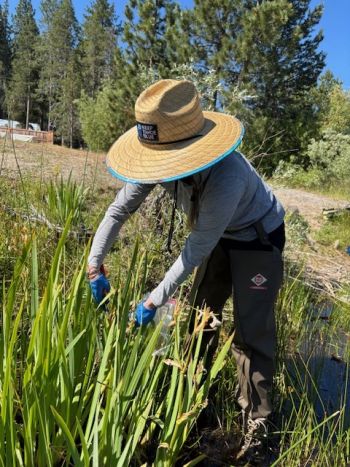 Keep Tahoe Blue, Johnson Meadow Weed Pull