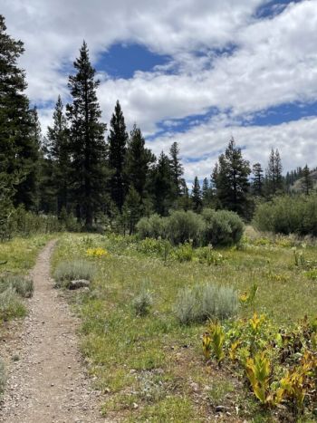Tahoe Rim Trail Association, White Pine Hike w/ Sugar Pine Foundation
