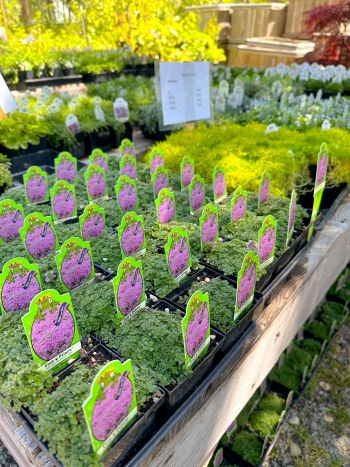Tahoe Tree Company, Demonstration Garden: Shade Gardening in the Tahoe Basin