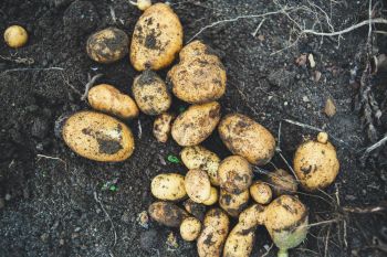 Tahoe Tree Company, Community Garden: How to Plant Potatoes