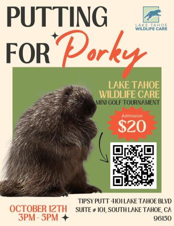 Lake Tahoe Wildlife Care, Putting for Porky!