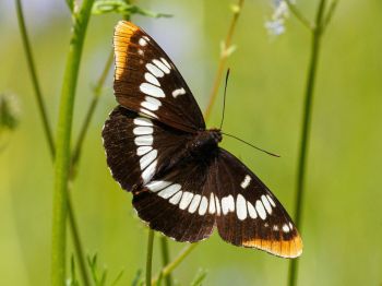 South Lake Tahoe Library, The Secret Lives of Sierra Pollinators with Will Richardson