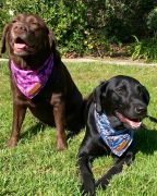 Wild &amp; Ruff photo