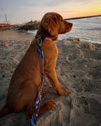 Wild &amp; Ruff photo
