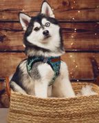 Wild &amp; Ruff photo