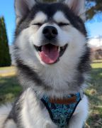 Wild &amp; Ruff photo