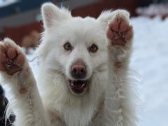 Truckee-Tahoe Pet Lodge photo