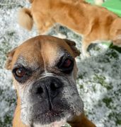 Truckee-Tahoe Pet Lodge photo