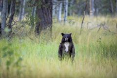 Tahoe Black Bear, be aware, live with nature 