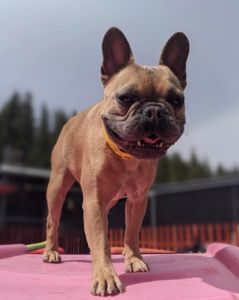 Truckee-Tahoe Pet Lodge photo