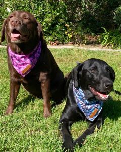Wild &amp; Ruff photo