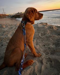 Wild &amp; Ruff photo