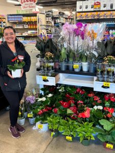 Grocery Outlet Bargain Market photo