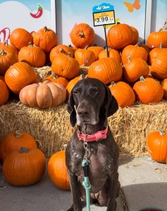 Grocery Outlet Incline Village photo