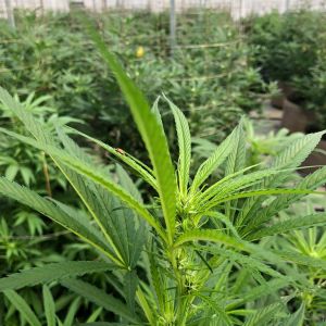 SoL Cannabis photo
