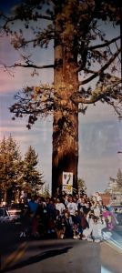Rosie's Cafe Tahoe City photo